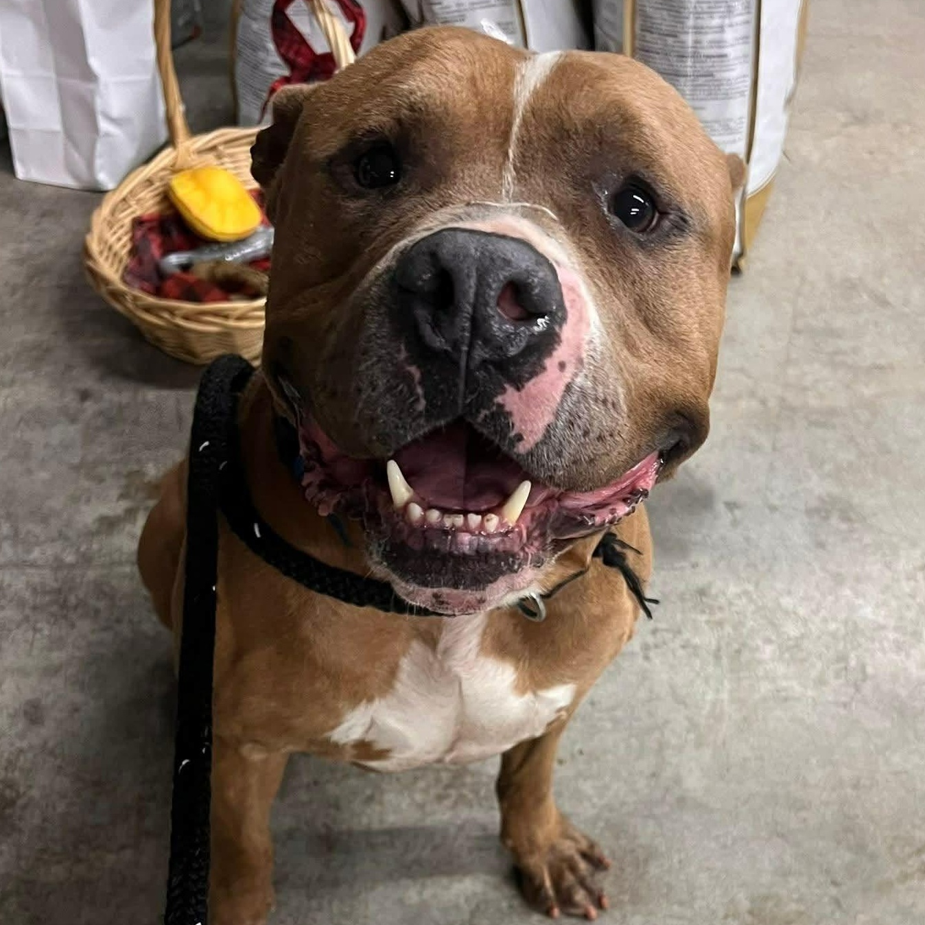 Enlarge Mufasa, a ADOPTABLE Terrier in North Syracuse, NY image 2/4