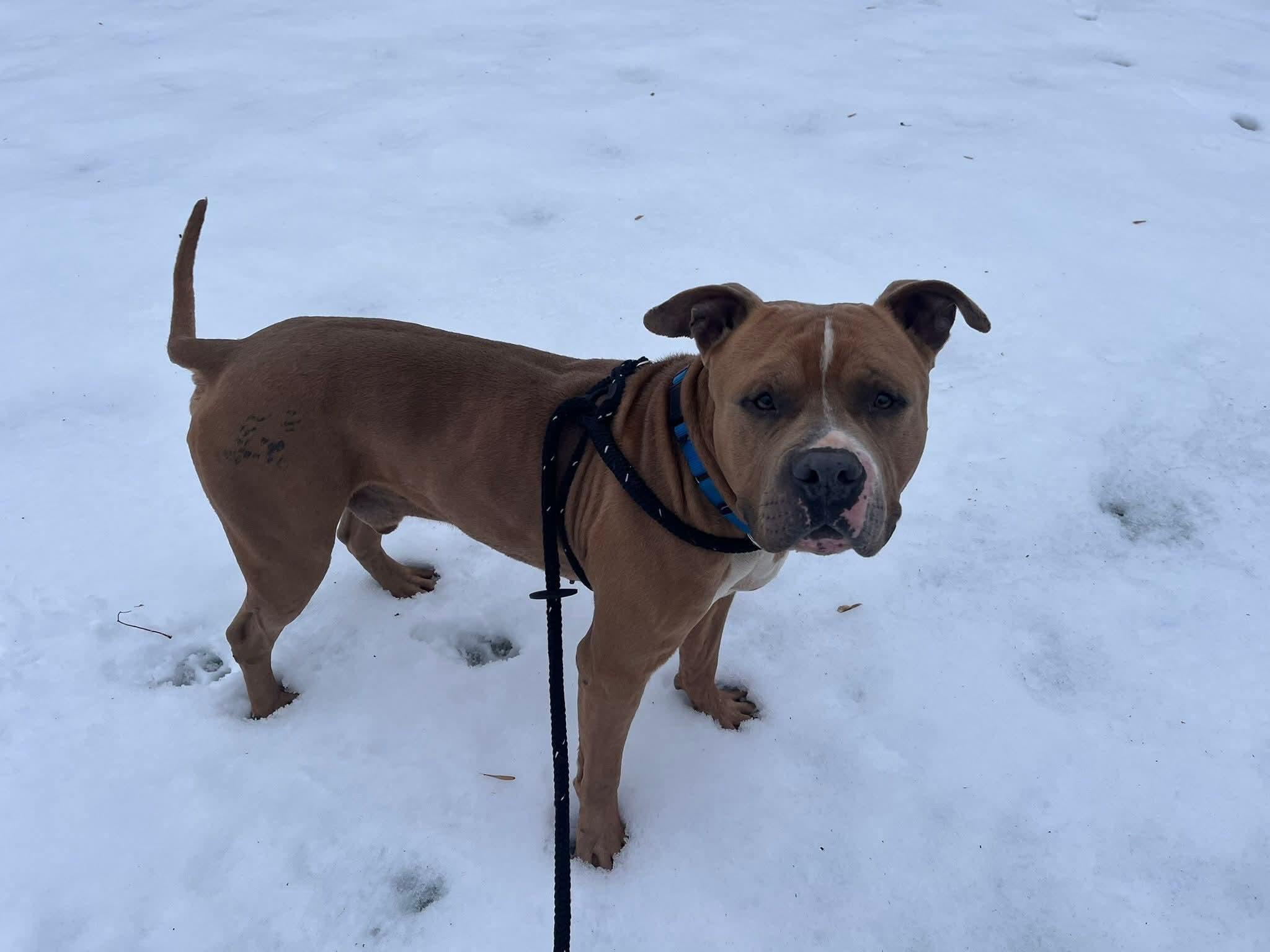 Enlarge Mufasa, a ADOPTABLE Terrier in North Syracuse, NY image 3/4