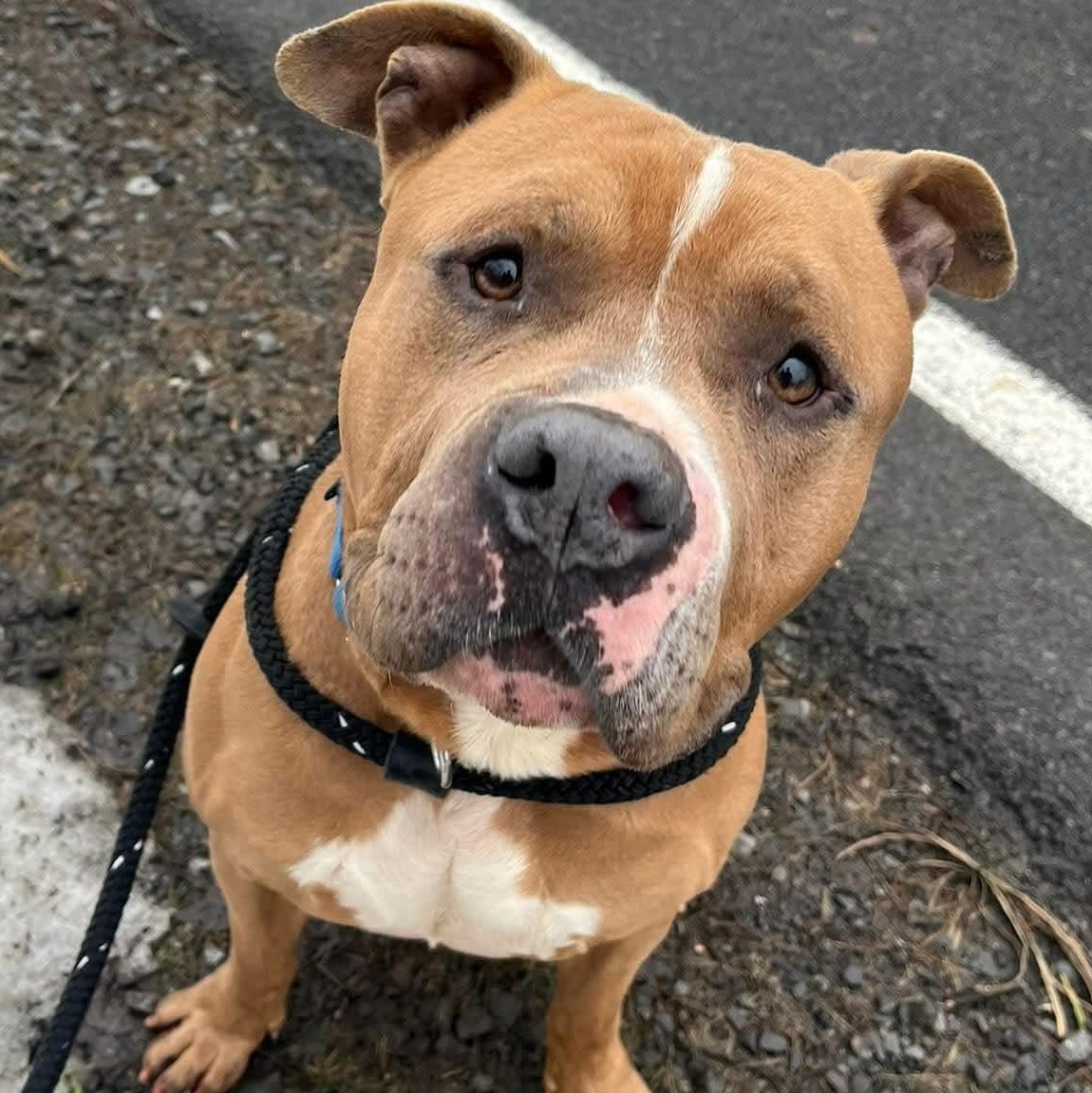 Enlarge Mufasa, a ADOPTABLE Terrier in North Syracuse, NY image 4/4