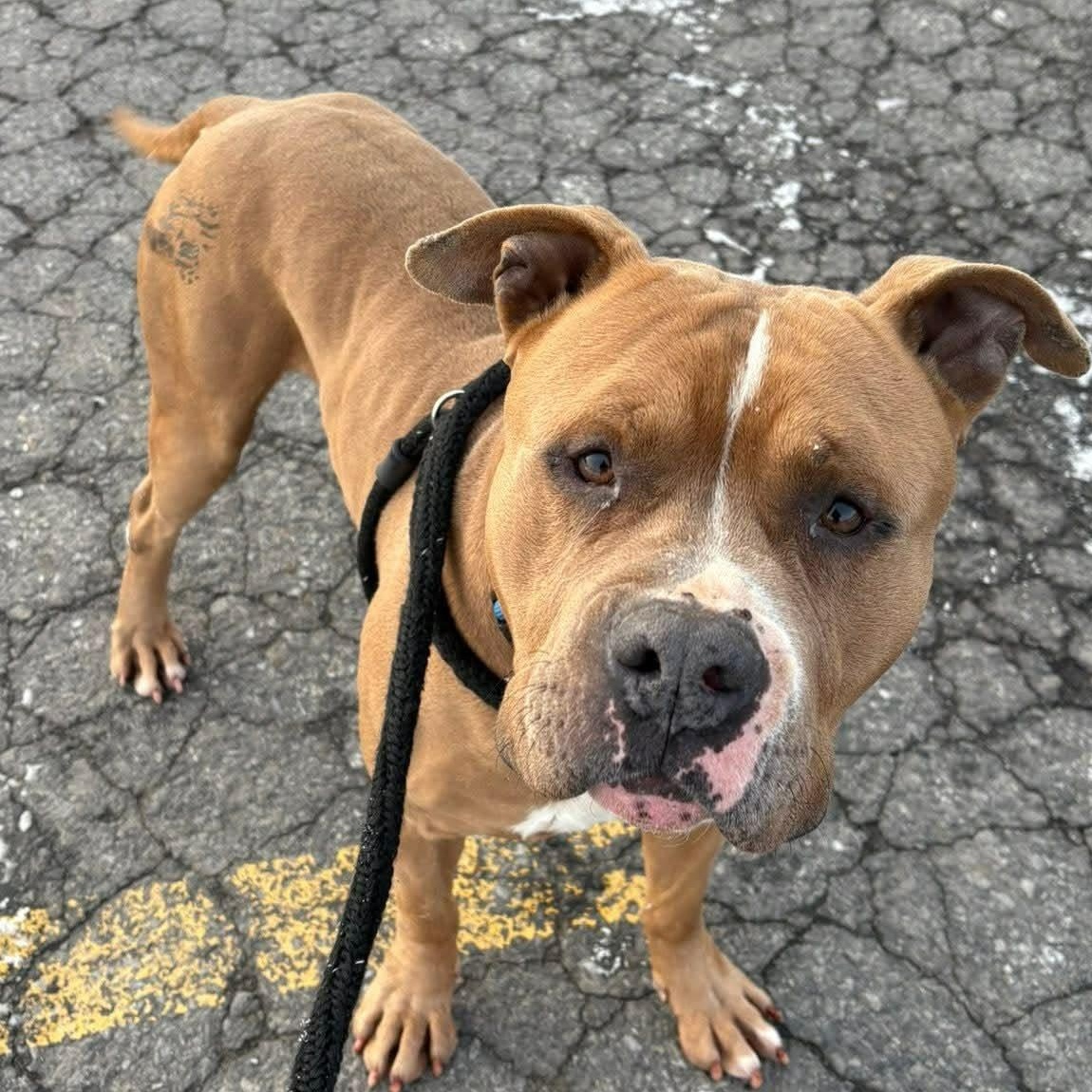 Enlarge Mufasa, a ADOPTABLE Terrier in North Syracuse, NY image 1/4