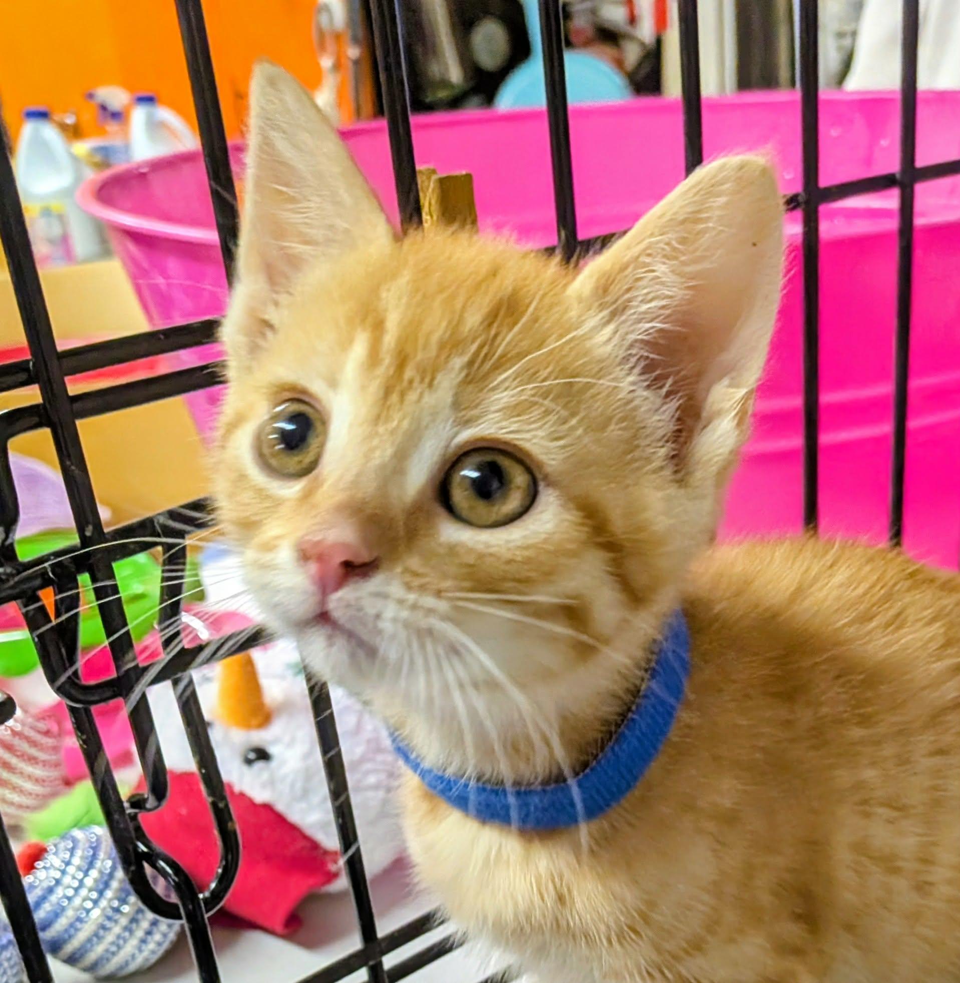 Buffy, ADOPTABLE, Kitten Female Domestic Short Hair.