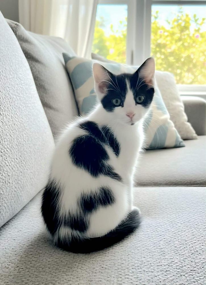 Troll, Adoptable, Kitten Male Domestic Medium Hair.