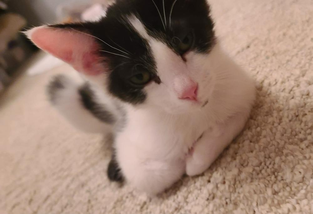 Troll, a Adoptable Domestic Medium Hair in Plymouth, MN image 3/6