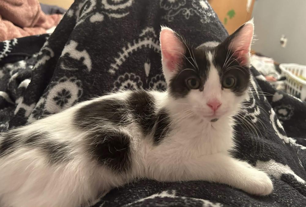 Troll, a Adoptable Domestic Medium Hair in Plymouth, MN image 4/6