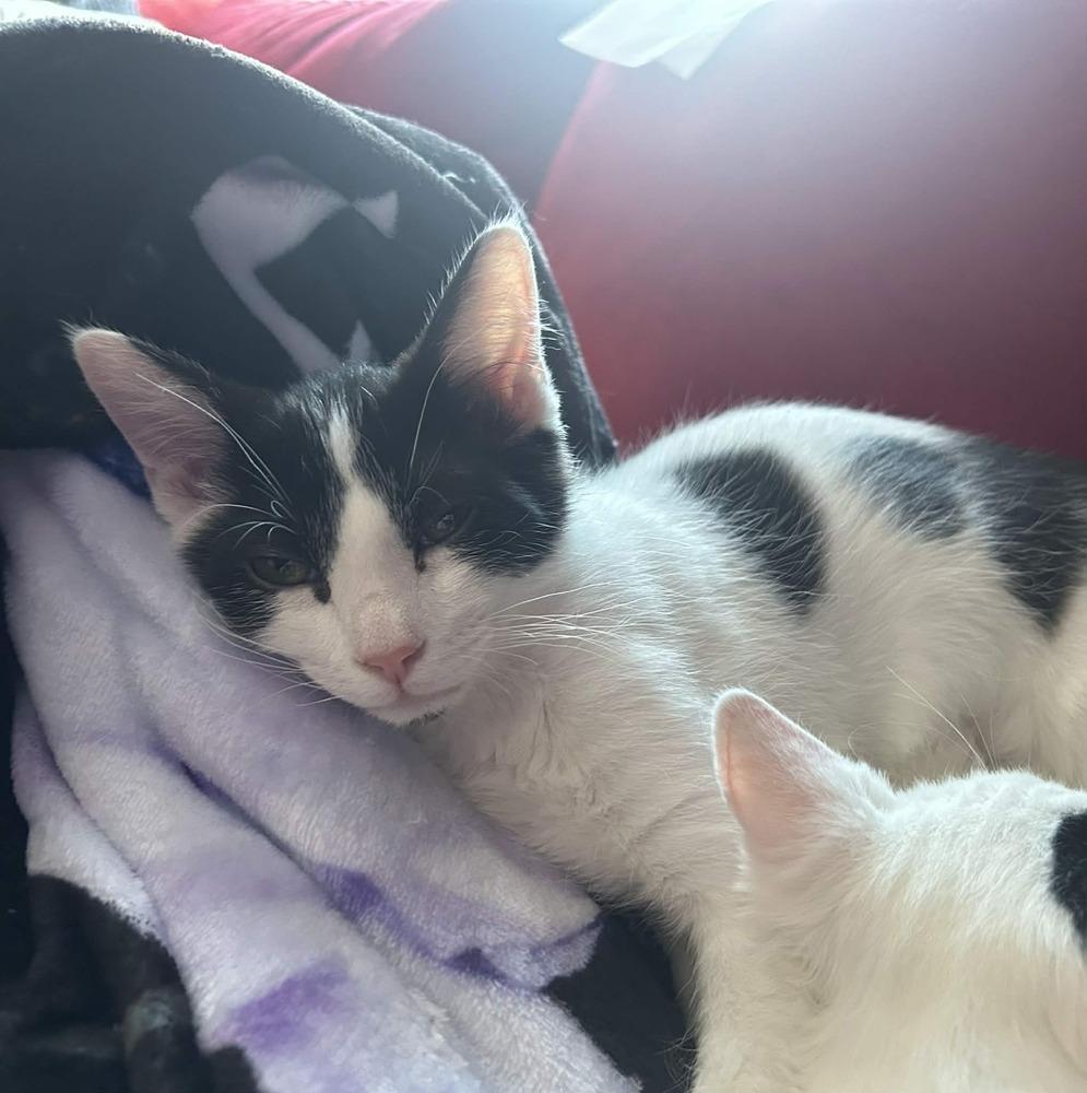 Troll, a Adoptable Domestic Medium Hair in Plymouth, MN image 6/6