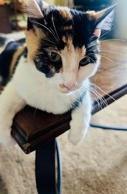 Lil-Bit, a ADOPTABLE American Shorthair in Bertram, TX image 2/3