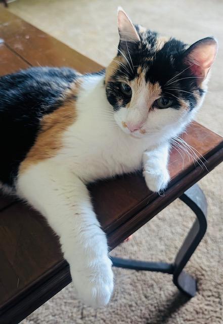 Lil-Bit, a ADOPTABLE American Shorthair in Bertram, TX image 1/3