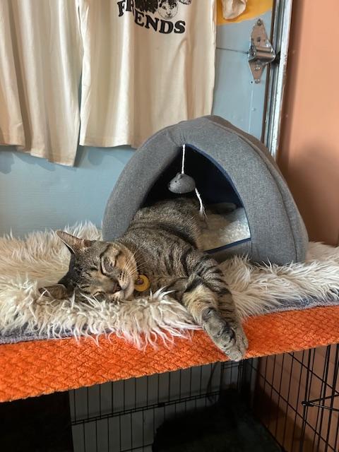 Louie