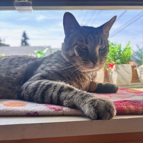 Louie