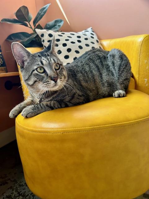 Louie