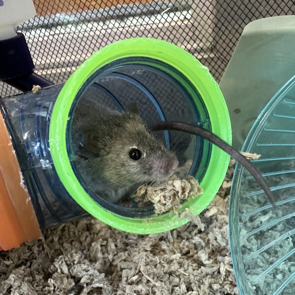 Lentil, Adoptable, Young Male Mouse.