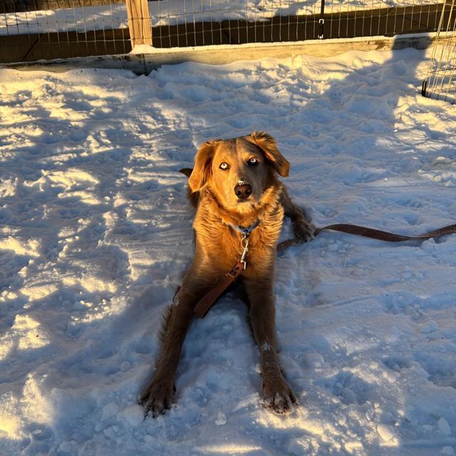 Enlarge ANGEL, a Adoptable Labrador Retriever in Methuen, MA image 1/1