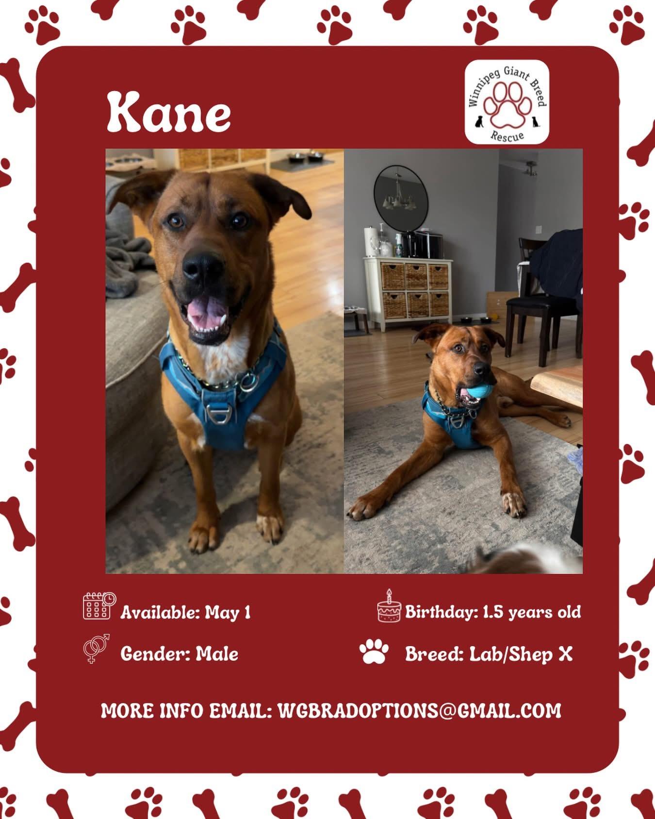 Enlarge Kane, a ADOPTABLE mixed breed in Winnipeg, MB image 1/1