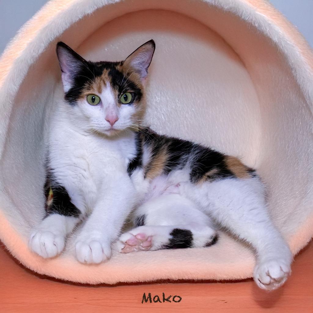 Mako, Adoptable, Adult Female Domestic Short Hair & American Bobtail.