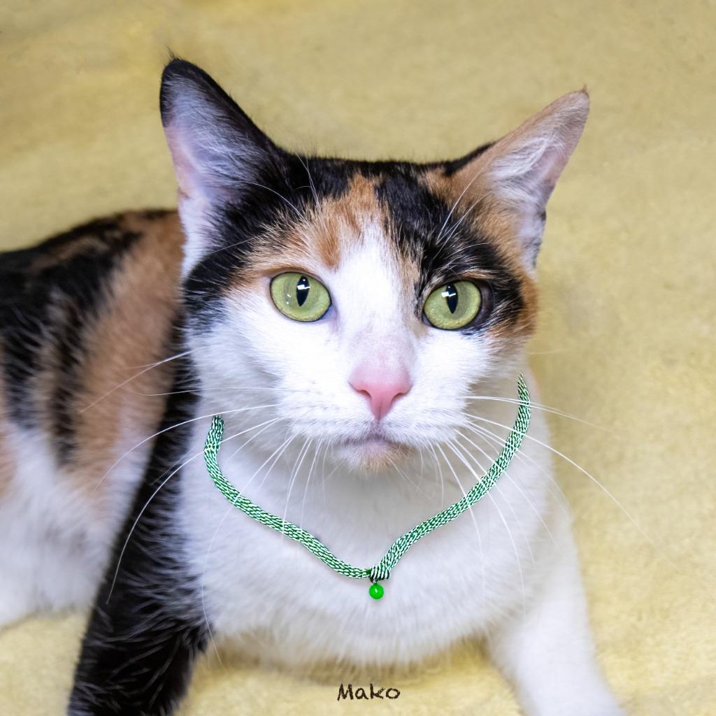 Enlarge Mako, a Adoptable mixed breed in Hot Springs Village, AR image 2/2