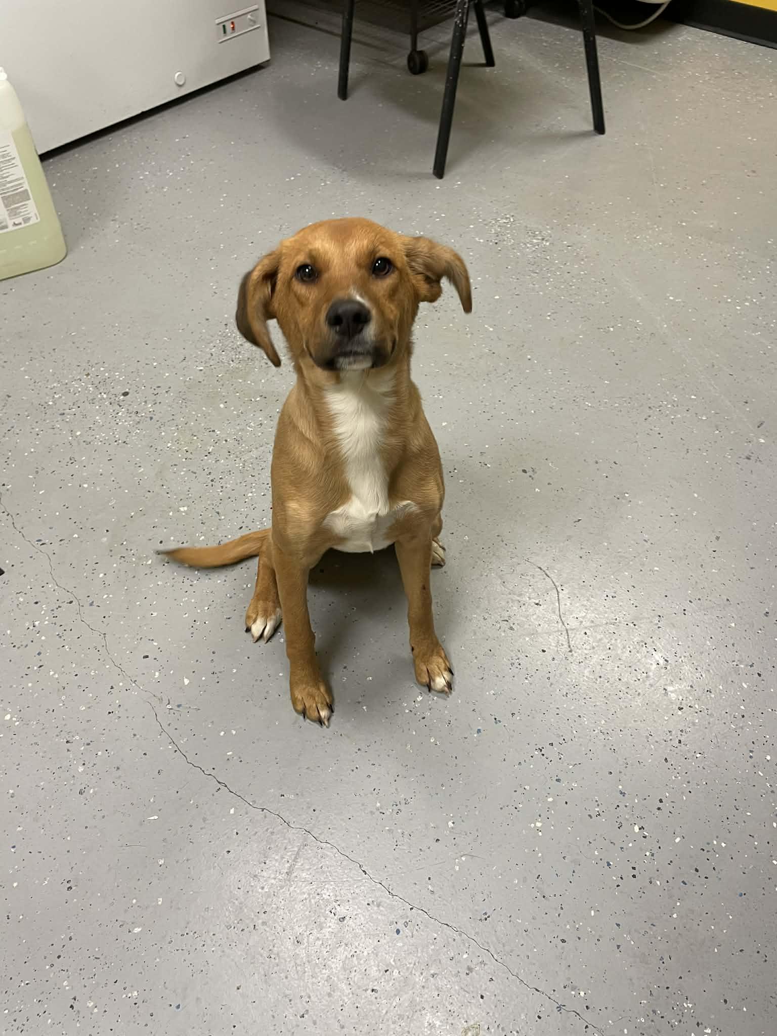 Worm, ADOPTABLE, Puppy Female Mixed Breed.