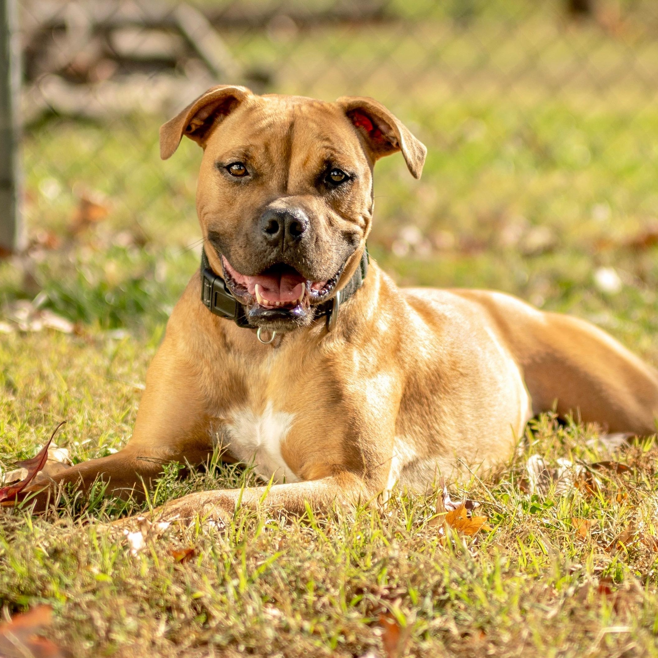 Enlarge Buddy, a Adoptable mixed breed in Henderson, KY image 1/4