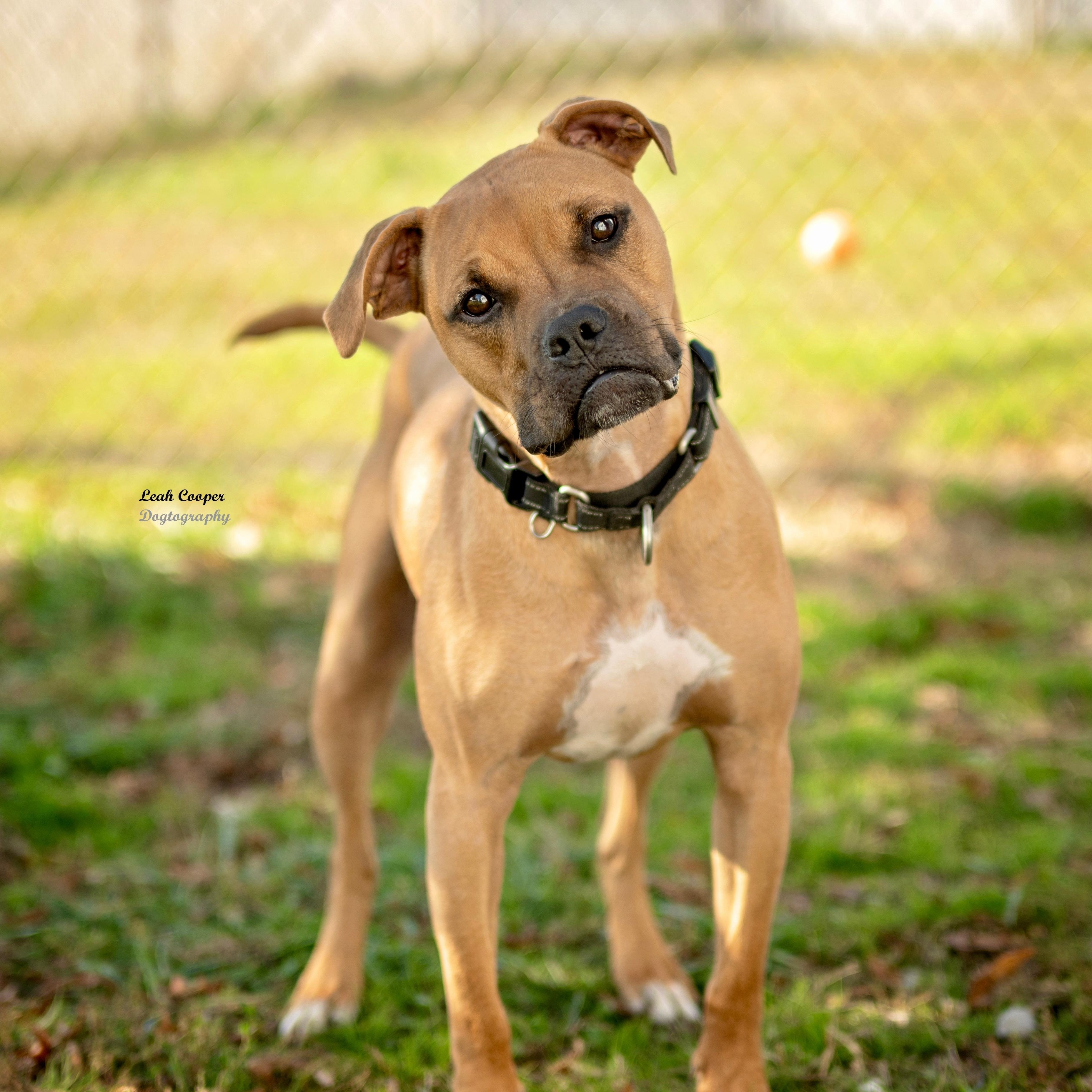 Enlarge Buddy, a Adoptable mixed breed in Henderson, KY image 2/4