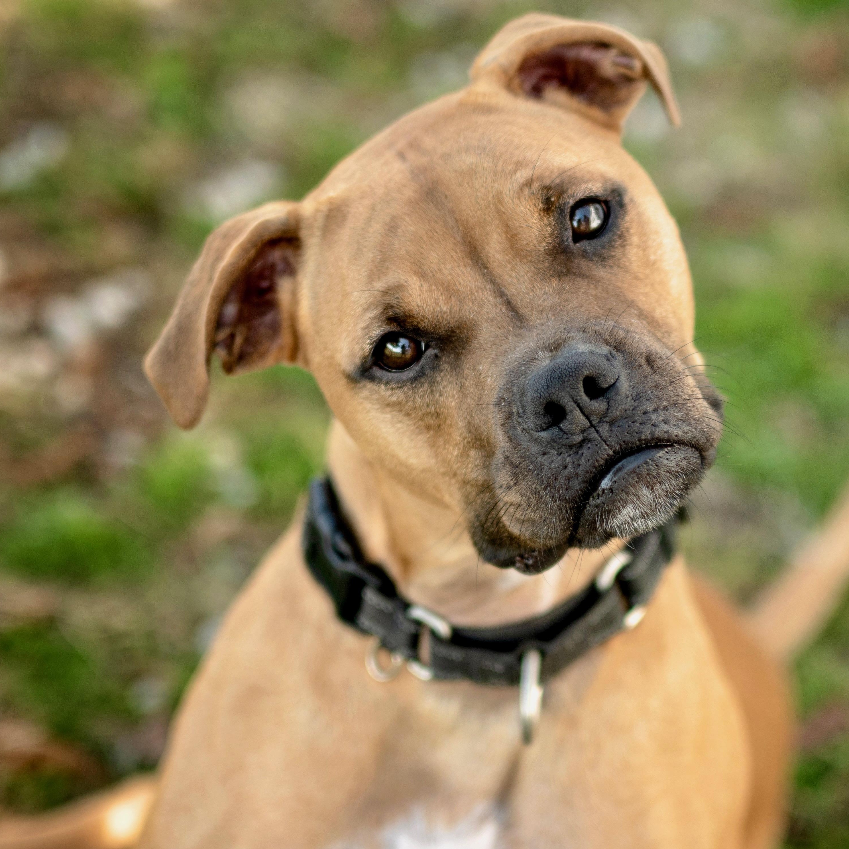 Enlarge Buddy, a Adoptable mixed breed in Henderson, KY image 3/4