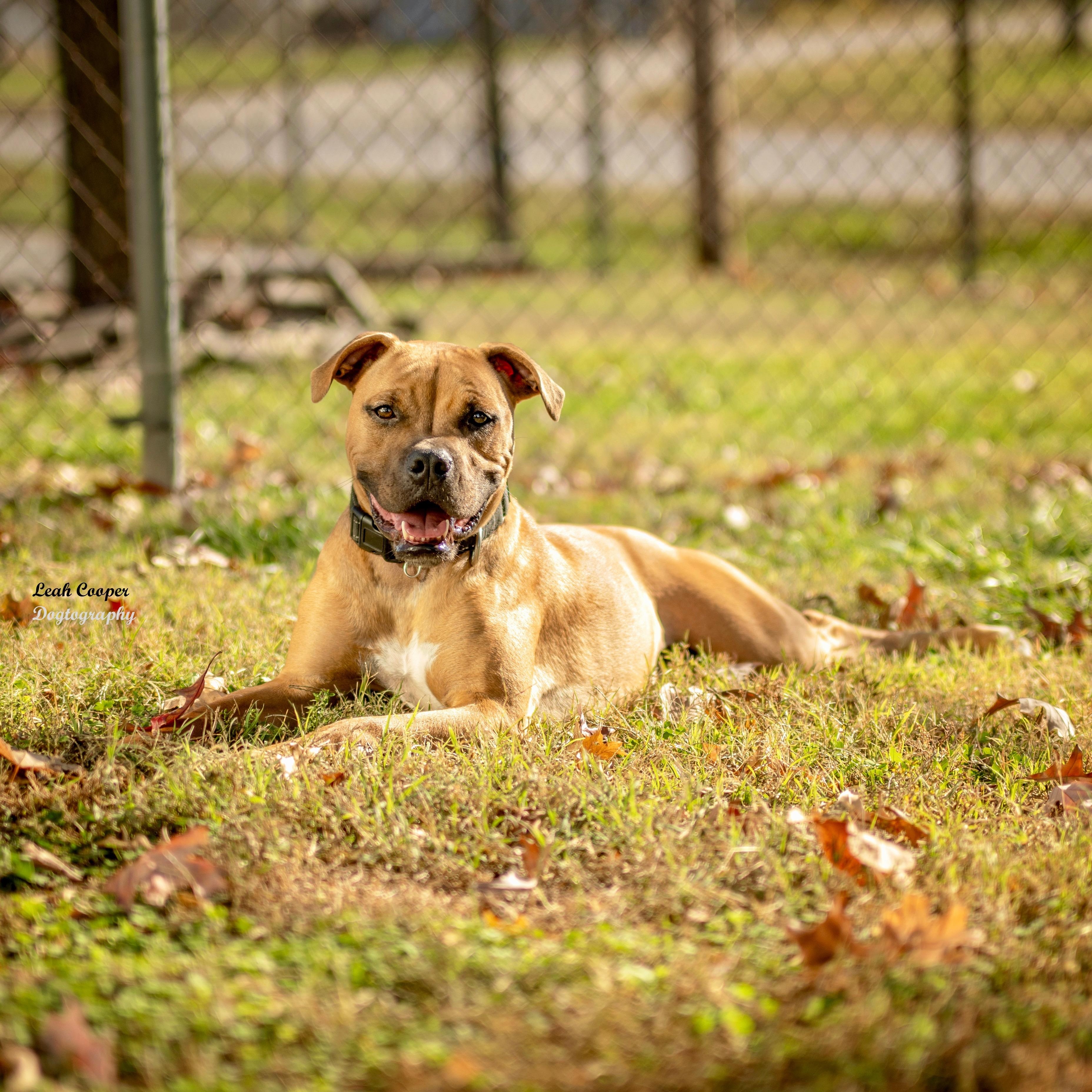 Enlarge Buddy, a Adoptable mixed breed in Henderson, KY image 4/4