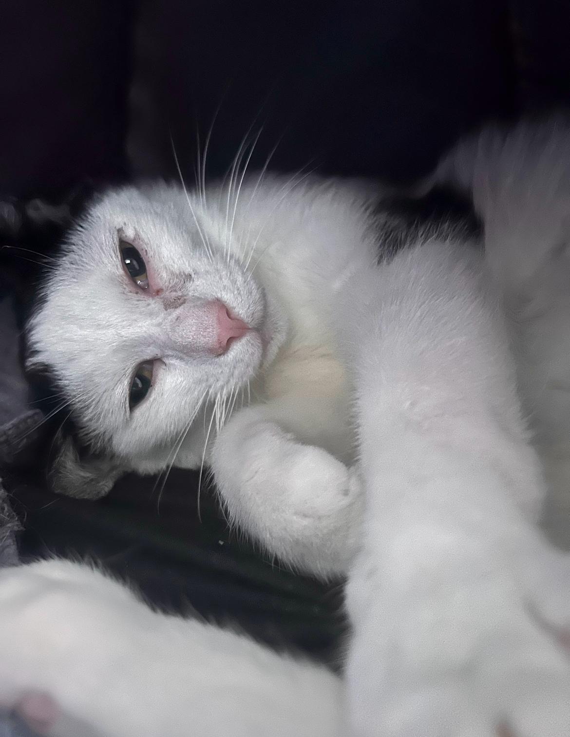 Woody, an adopted Domestic Short Hair in Nashville, TN image 2/2