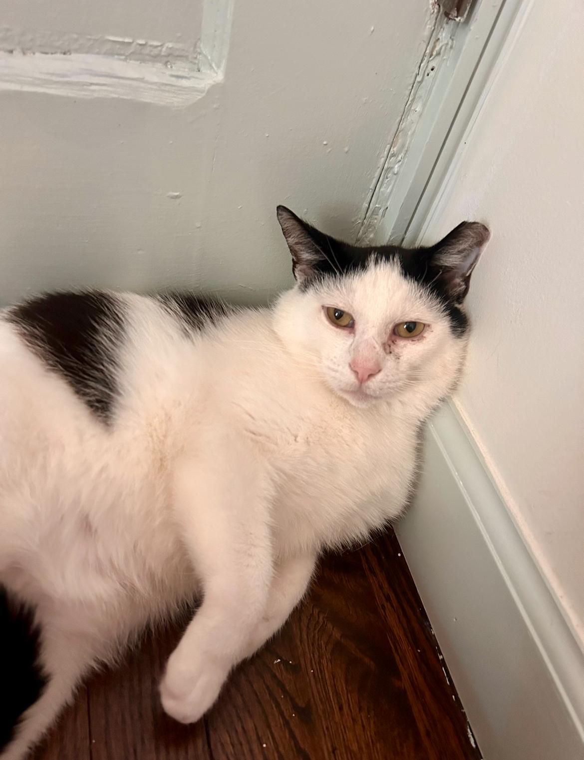 Woody, an adopted Domestic Short Hair in Nashville, TN image 1/2