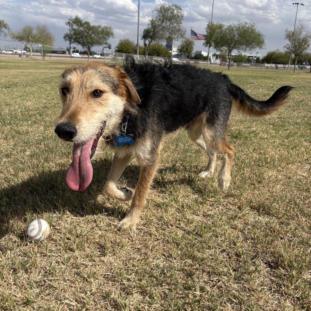 Enlarge Griffon, a Adoptable Airedale Terrier in Tonopah, AZ image 2/3