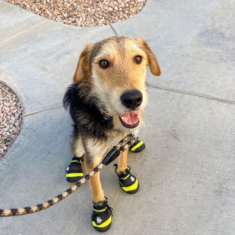 Griffon, Adoptable, Adult Male Airedale Terrier.