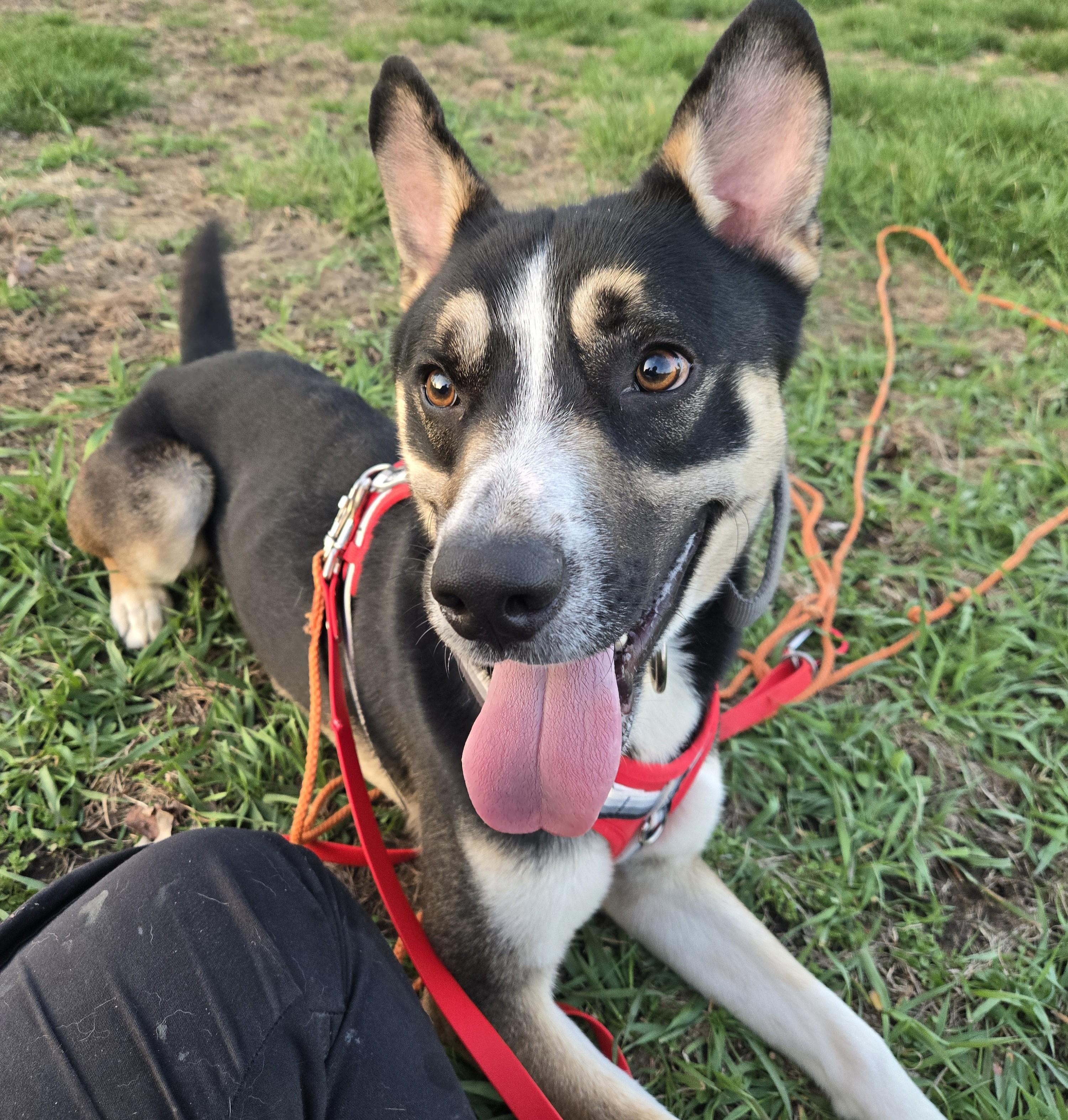 Enlarge Blitz, an adoptable mixed breed in Cedar Rapids, IA image 2/4