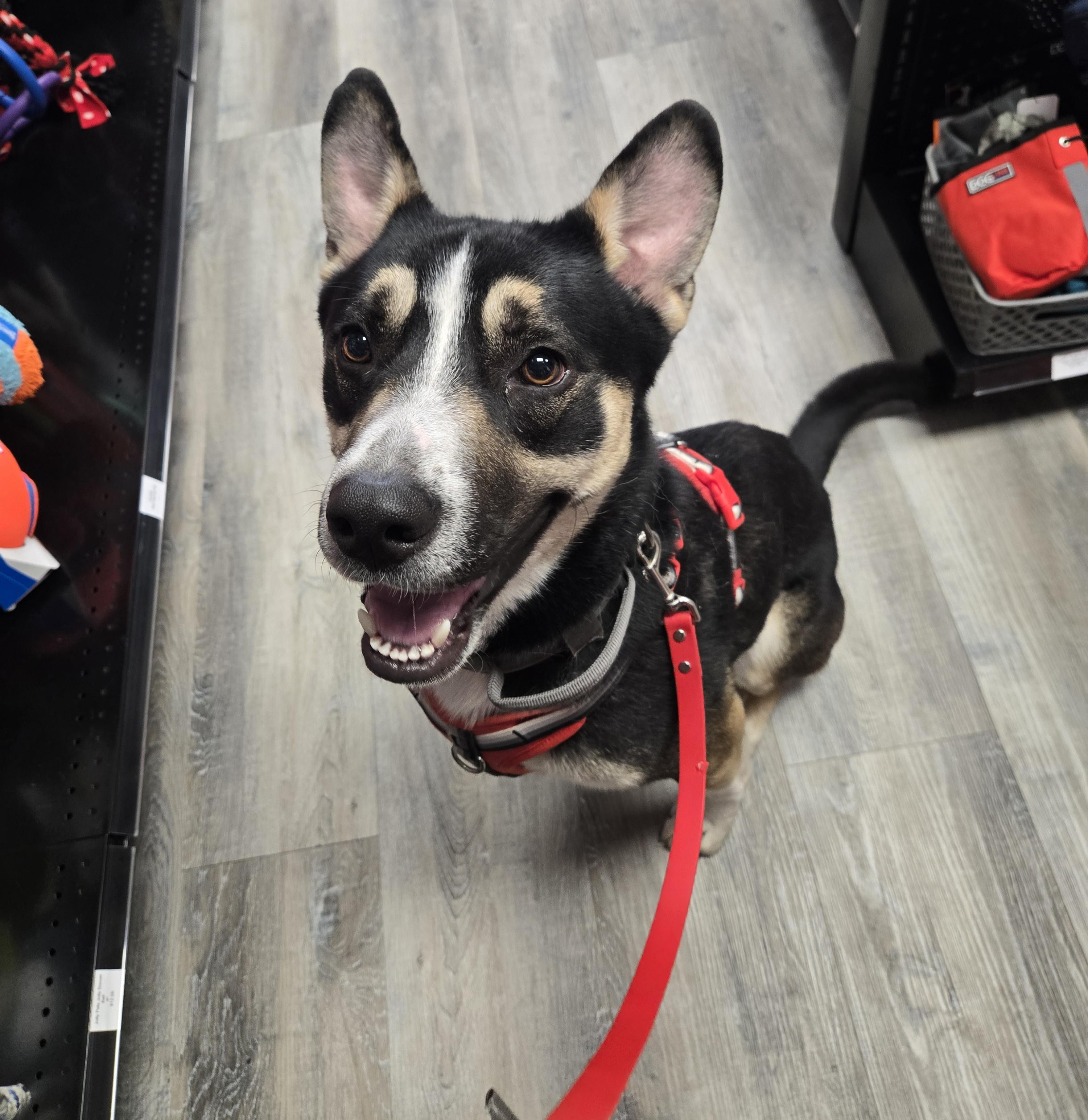 Enlarge Blitz, an adoptable mixed breed in Cedar Rapids, IA image 3/4