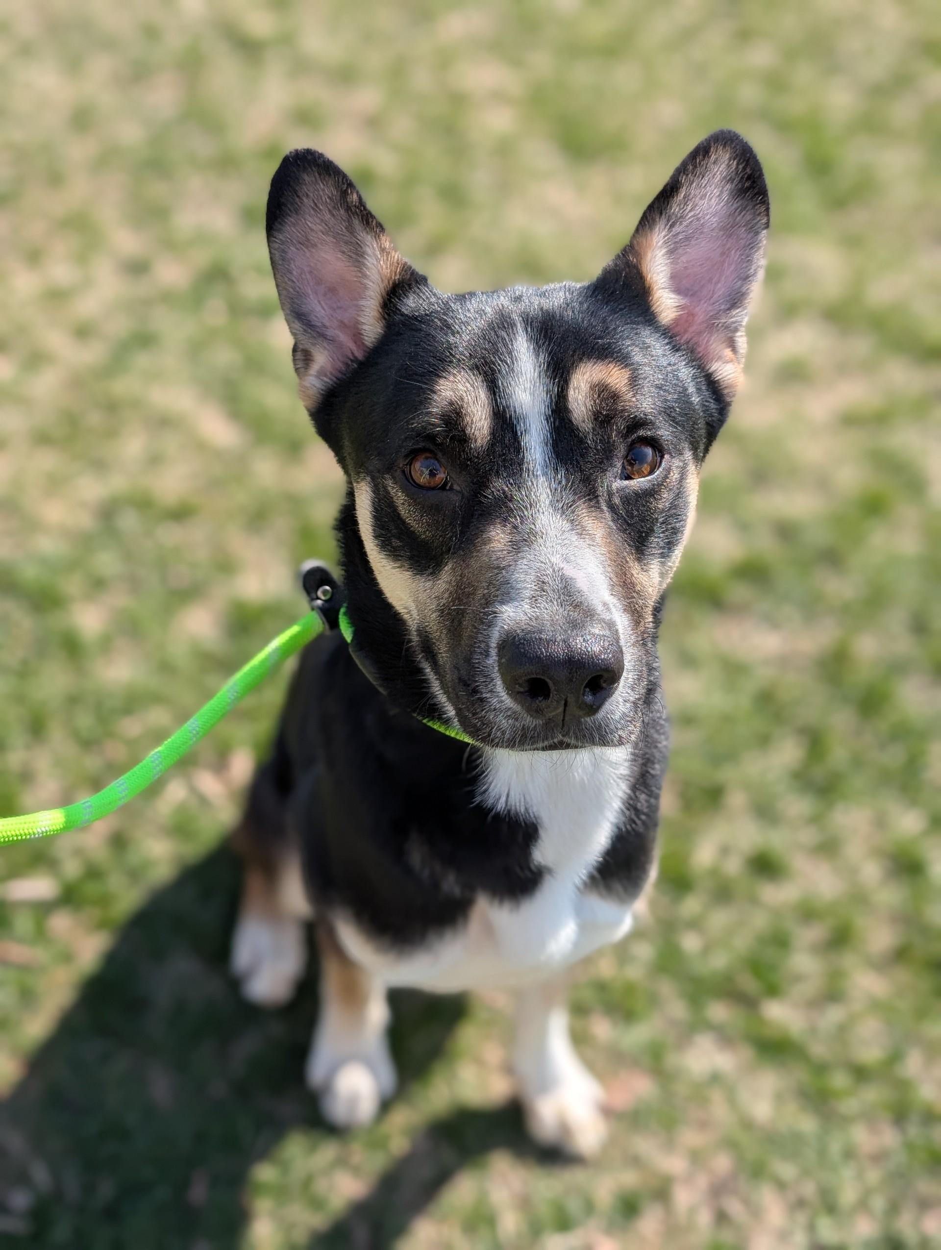 Blitz, Adoptable, Adult Male Shepherd.