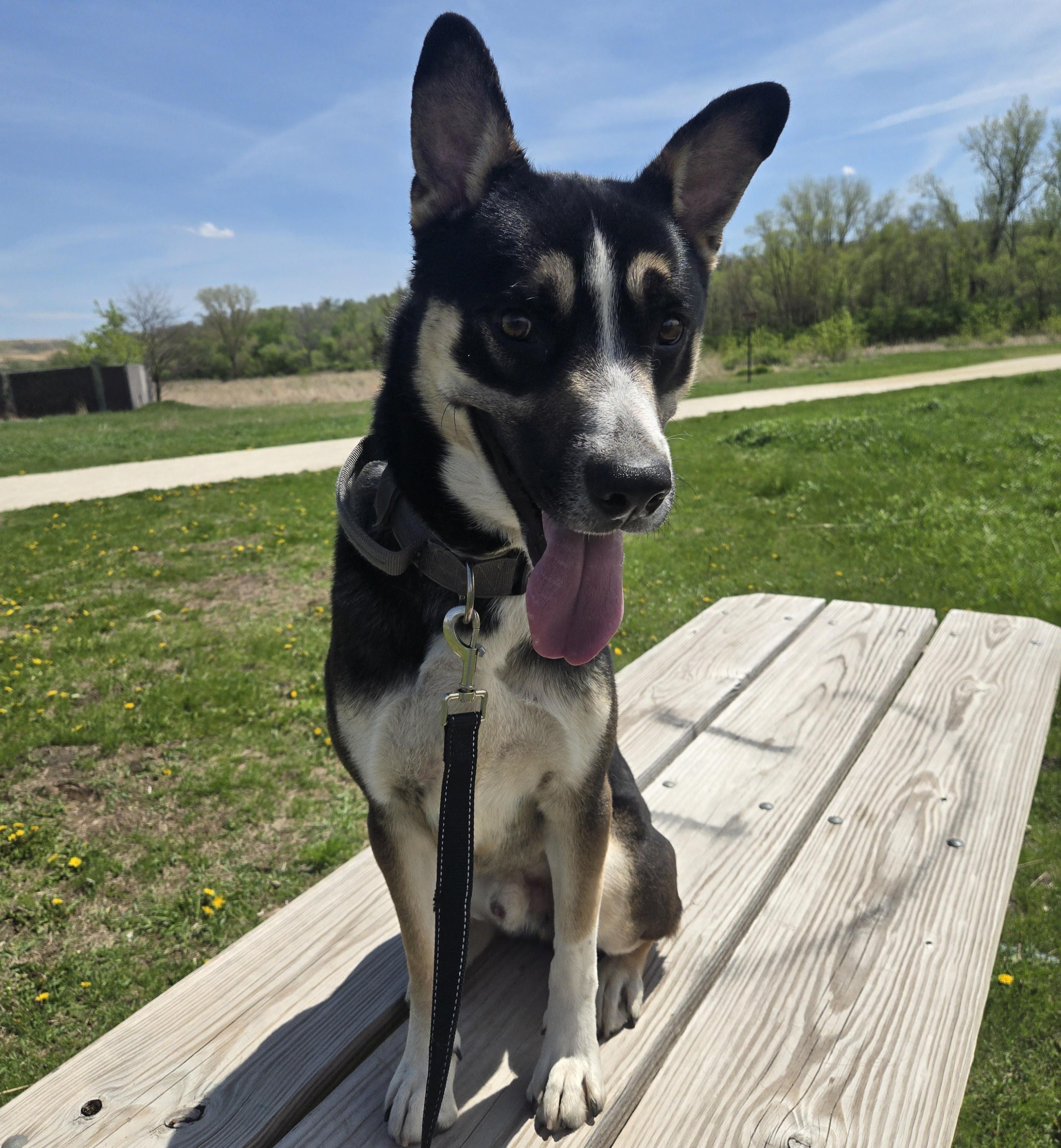 Enlarge Blitz, an adoptable mixed breed in Cedar Rapids, IA image 4/4
