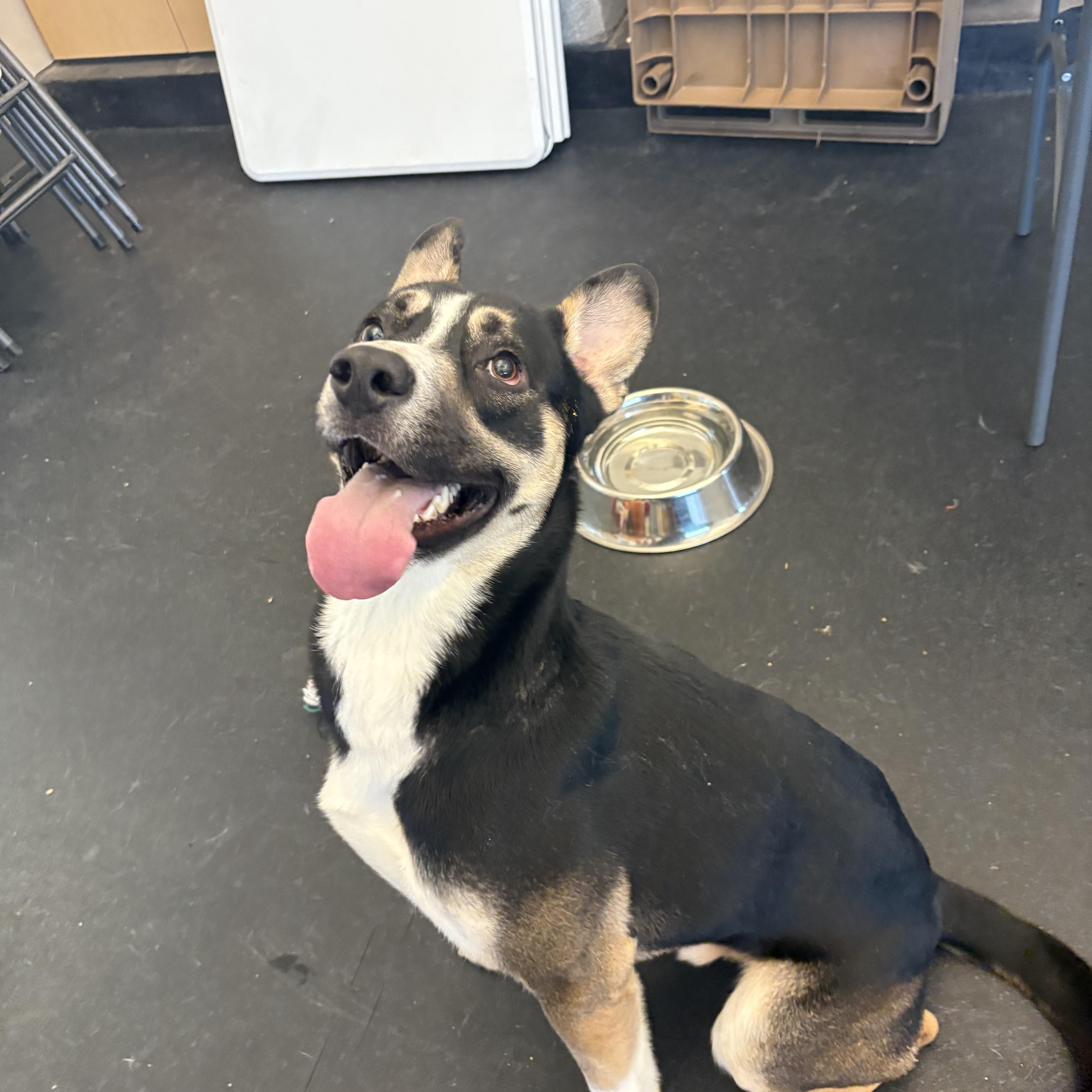 Enlarge Blitz, a Adoptable mixed breed in Cedar Rapids, IA image 1/1