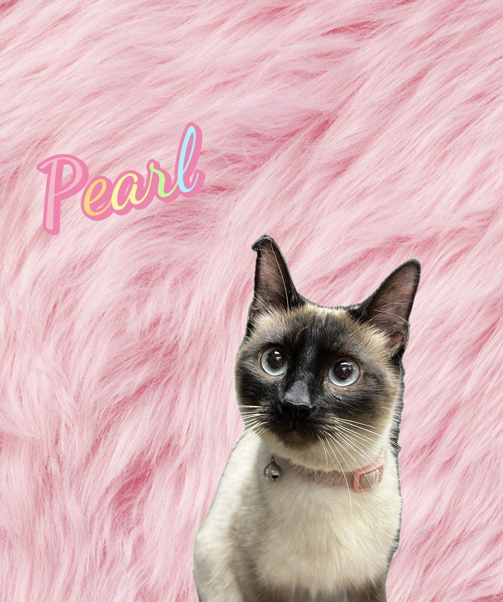 Enlarge Pearl, an adopted Siamese in New Castle, IN image 1/1