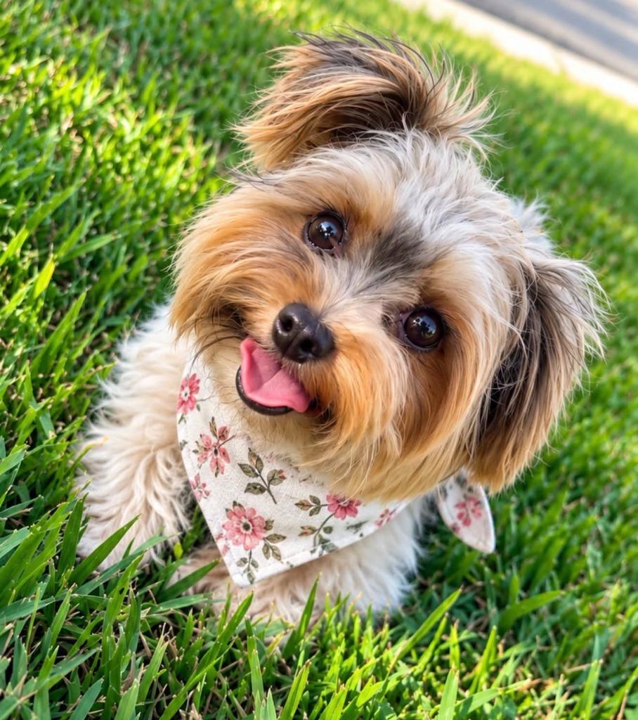 ELLIE, Adopted, Adult Female Yorkshire Terrier.