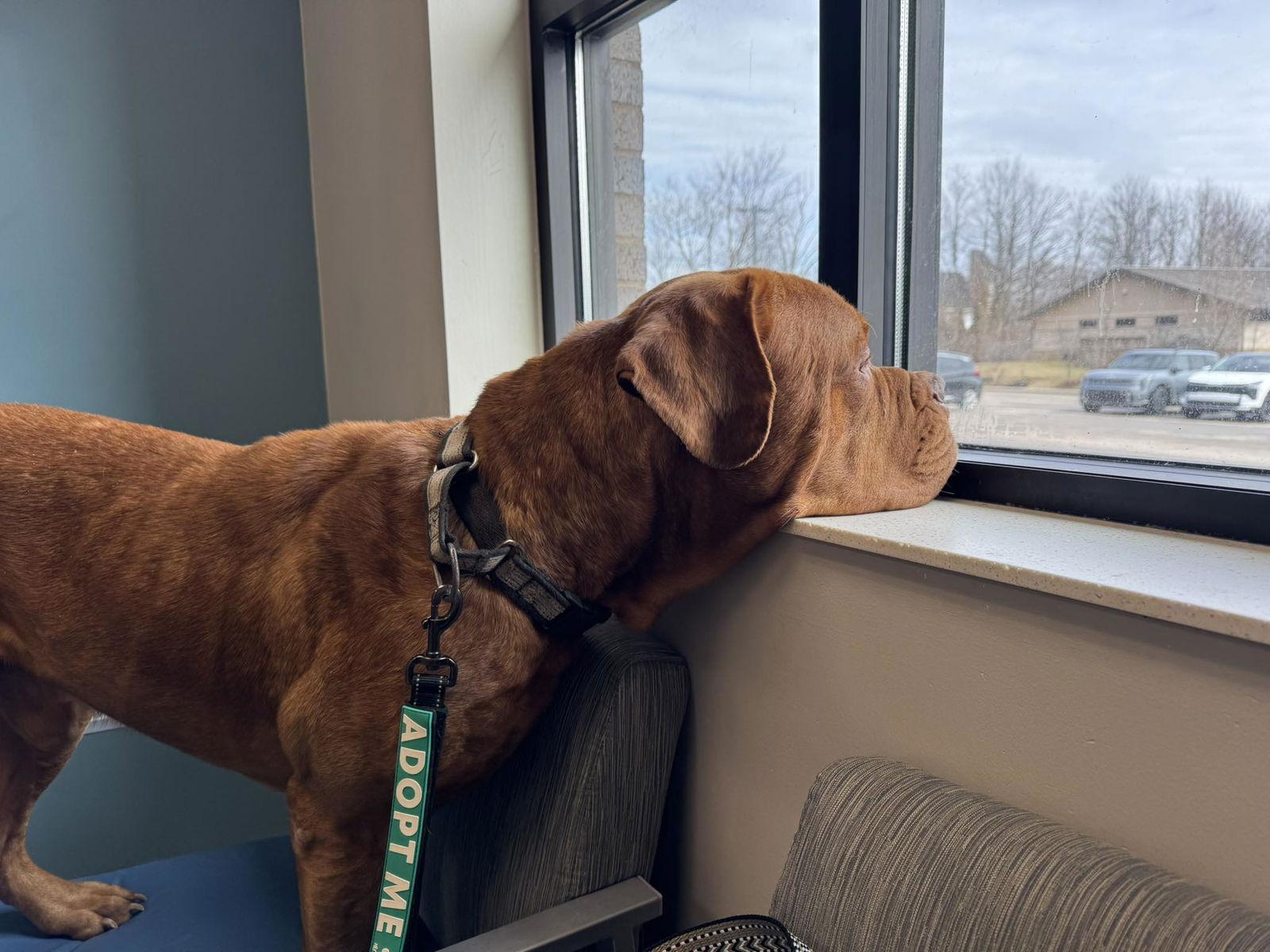 Diesel, Adoptable, Young Male Dogue de Bordeaux.