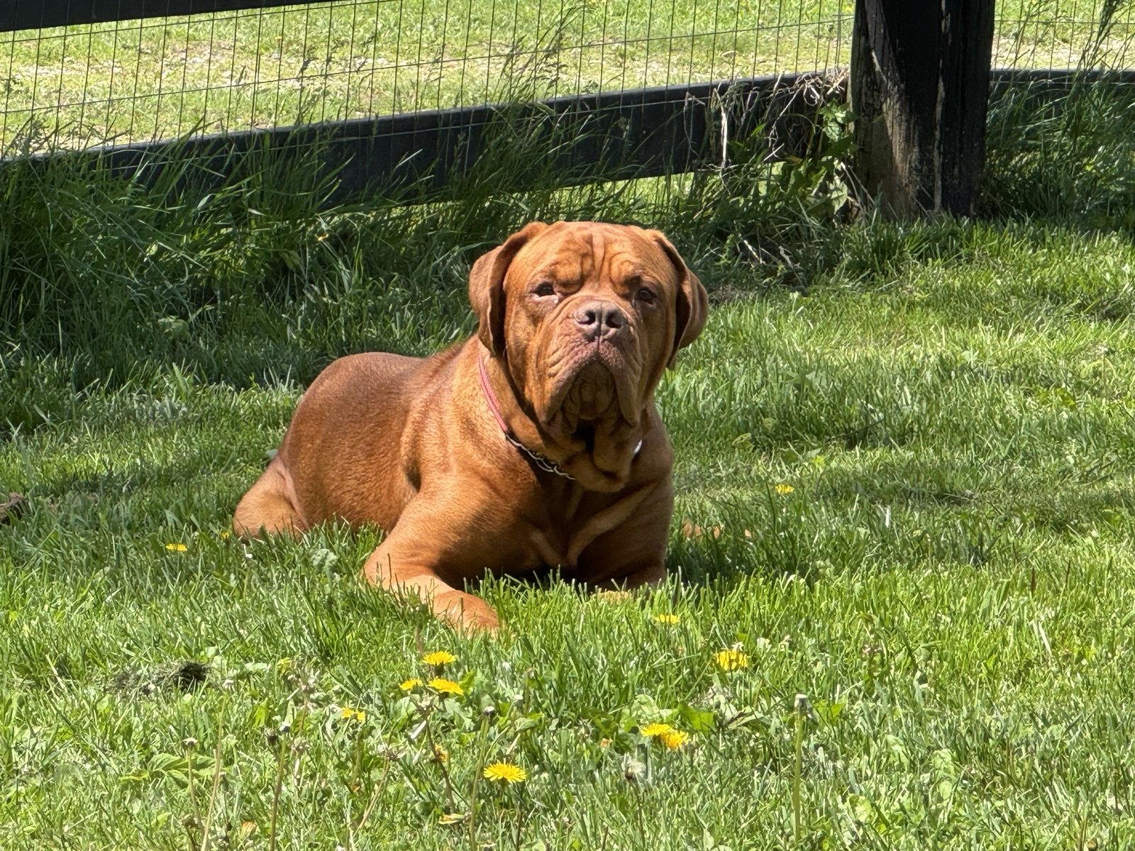Diesel, a Adoptable Dogue de Bordeaux in Chambersburg, PA image 2/3