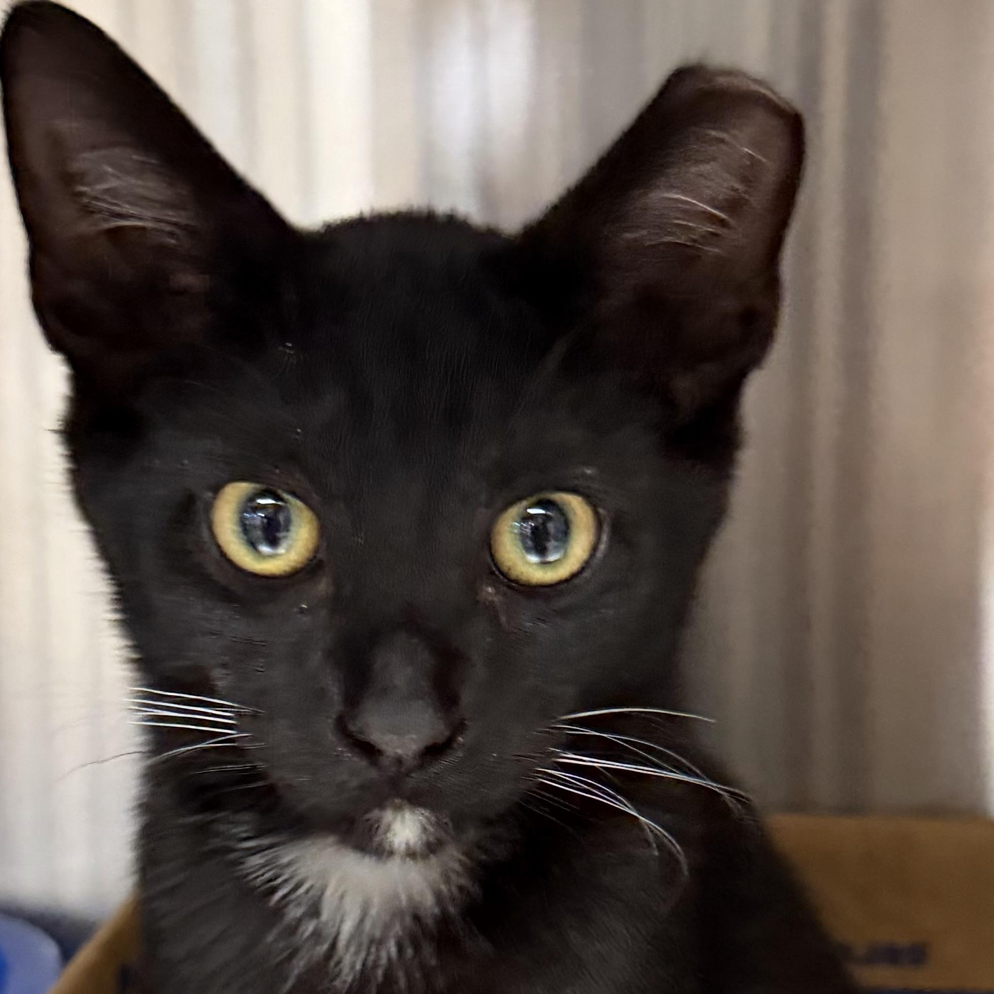 Enlarge Rook, a ADOPTABLE Domestic Short Hair in Fernandina Beach, FL image 2/5