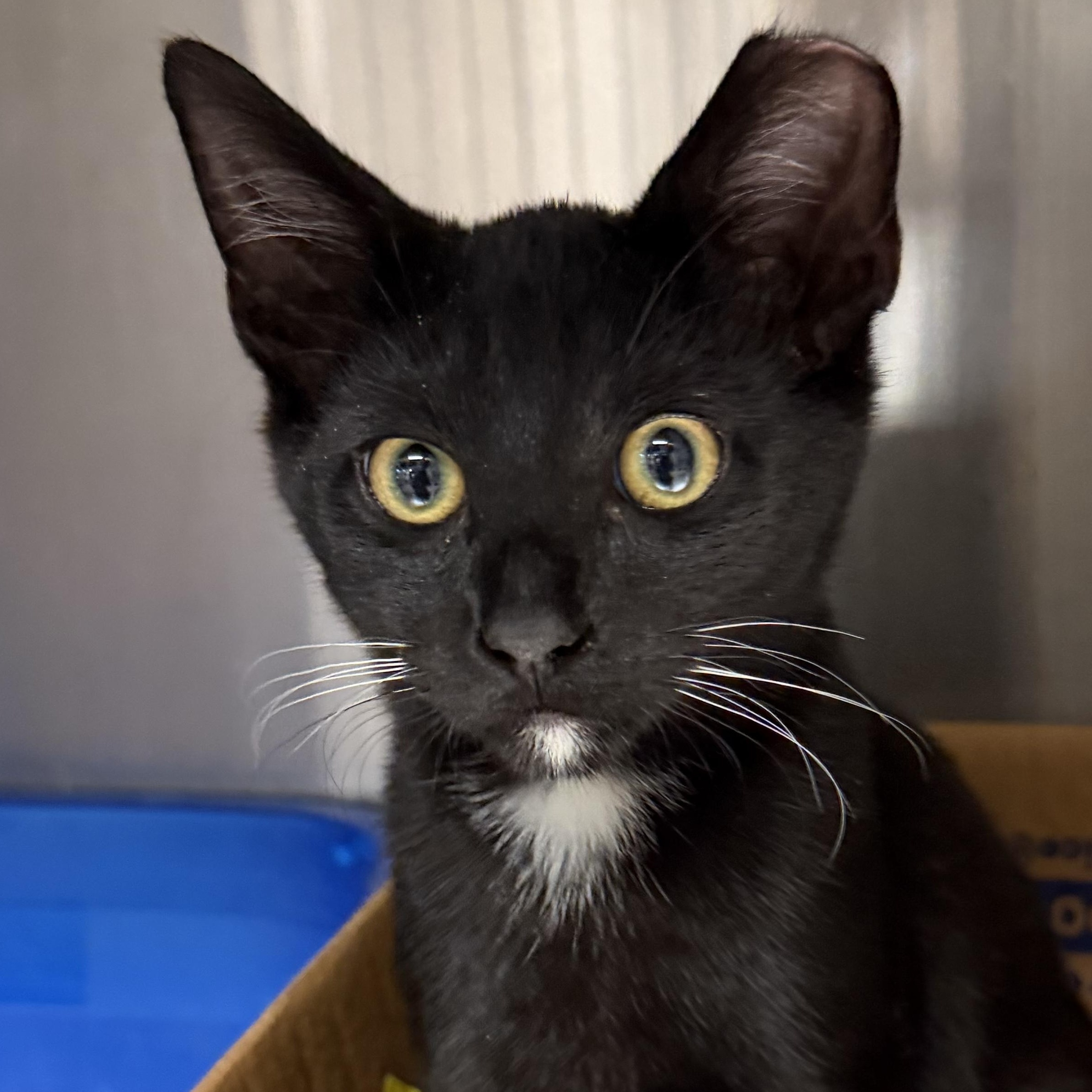 Rook, ADOPTABLE, Young Male Domestic Short Hair.