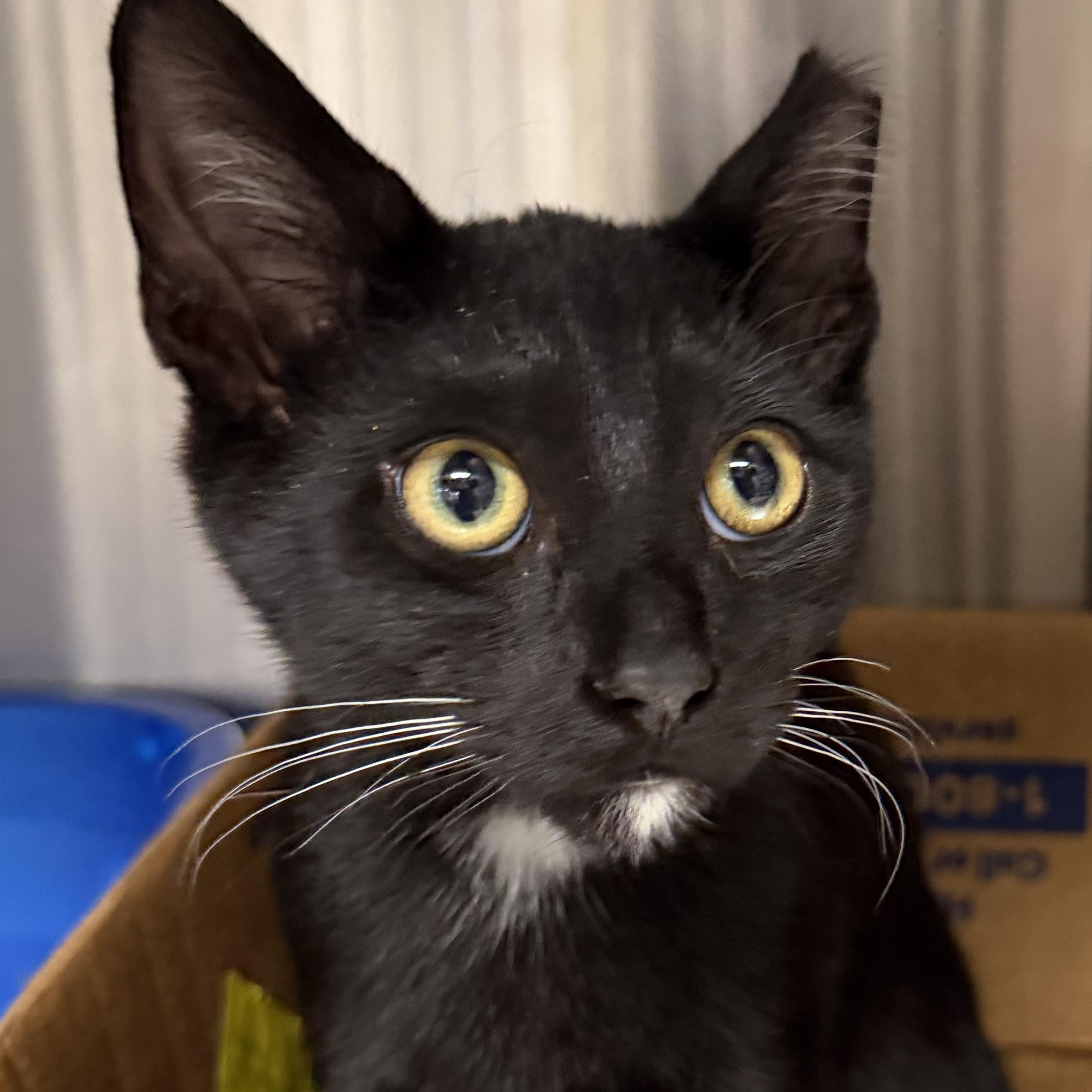 Enlarge Rook, a ADOPTABLE Domestic Short Hair in Fernandina Beach, FL image 3/5