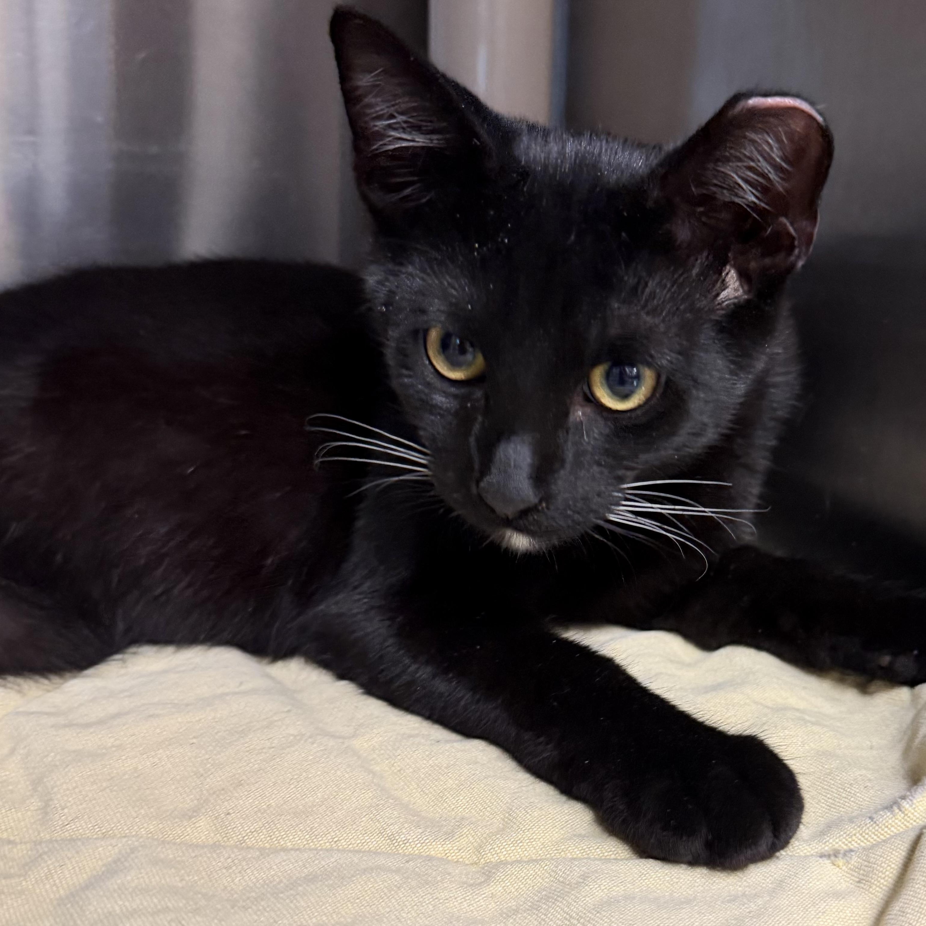 Enlarge Rook, a ADOPTABLE Domestic Short Hair in Fernandina Beach, FL image 4/5