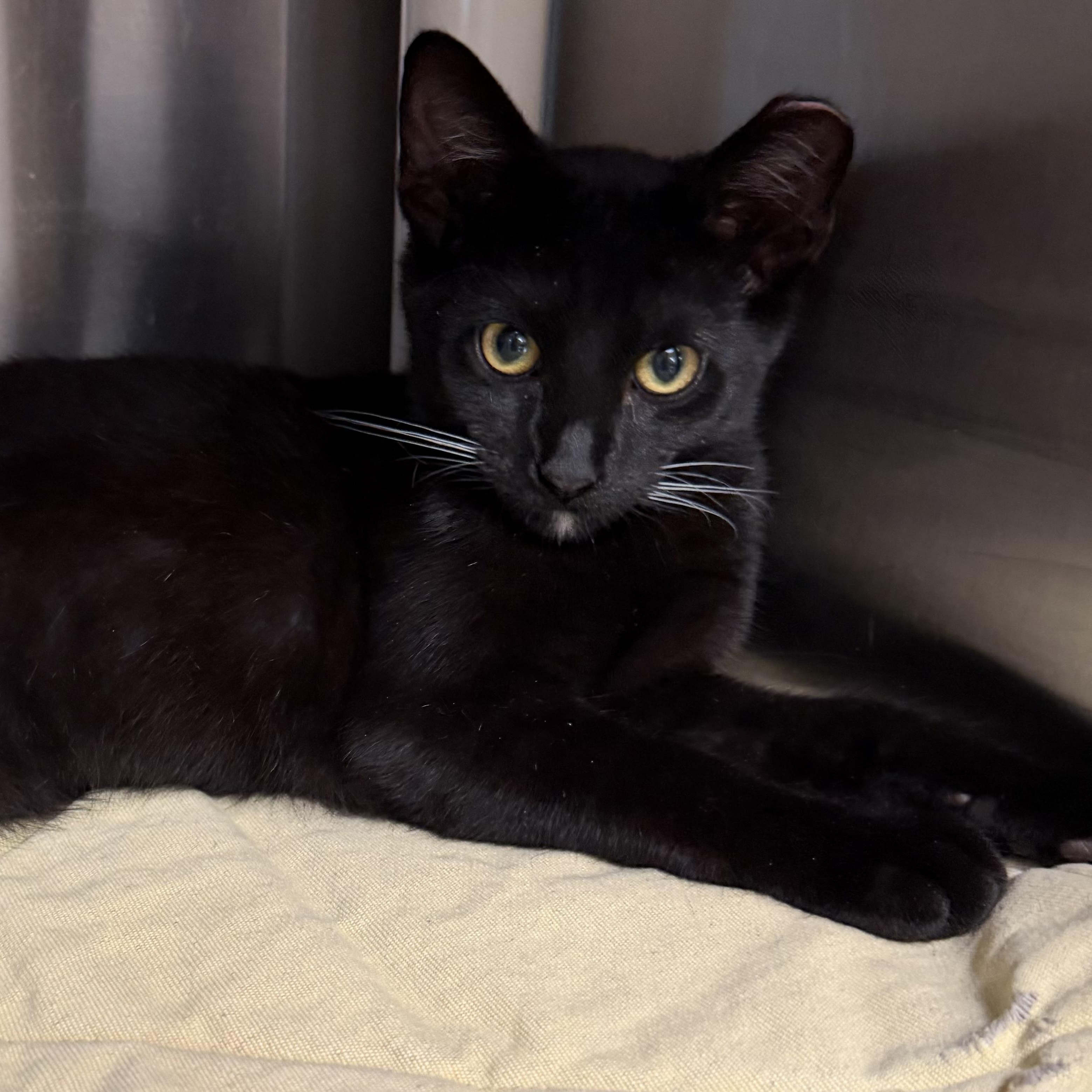 Enlarge Rook, a ADOPTABLE Domestic Short Hair in Fernandina Beach, FL image 5/5