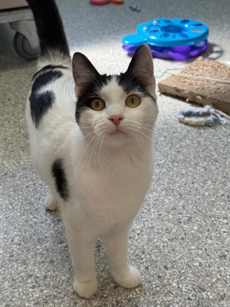 Muscari, a Adoptable mixed breed in Viroqua, WI image 1/4