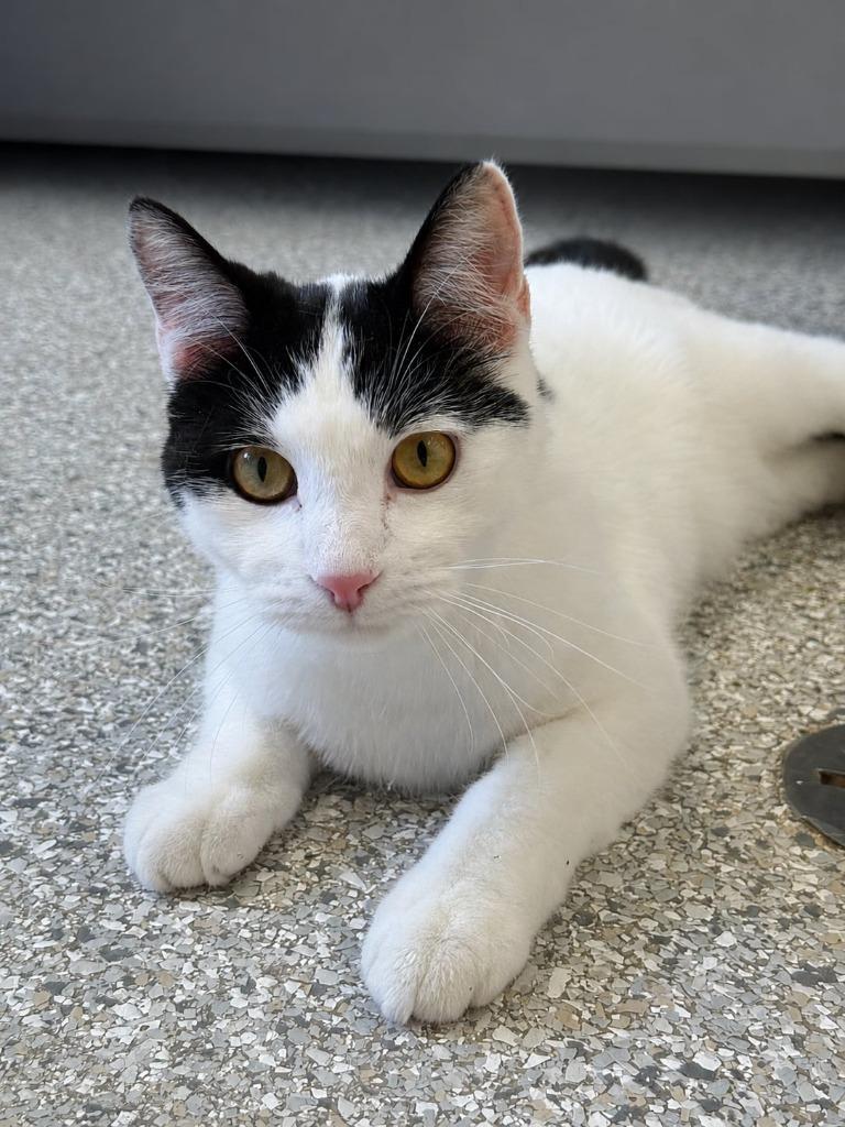Muscari, a Adoptable mixed breed in Viroqua, WI image 2/4