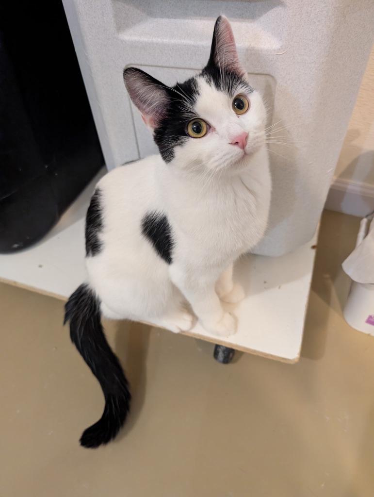 Muscari, Adoptable, Young Male Domestic Short Hair.