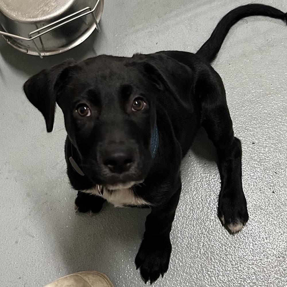 Woody, Adopted, Puppy Male Labrador Retriever.