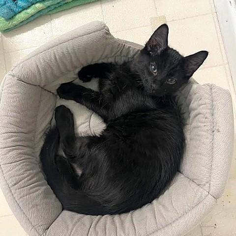 Nick, Adoptable, Kitten Male Domestic Medium Hair.