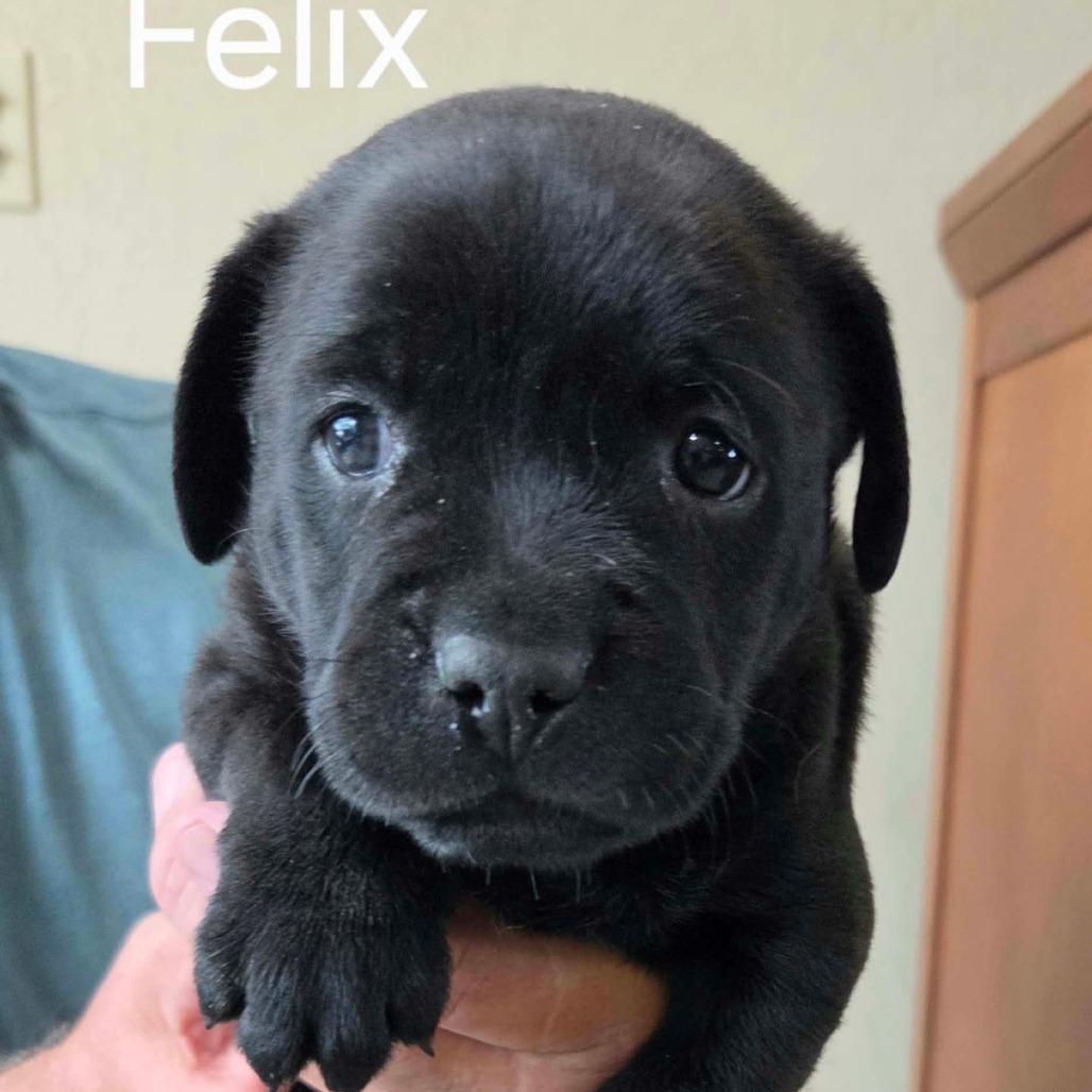 Felix photo