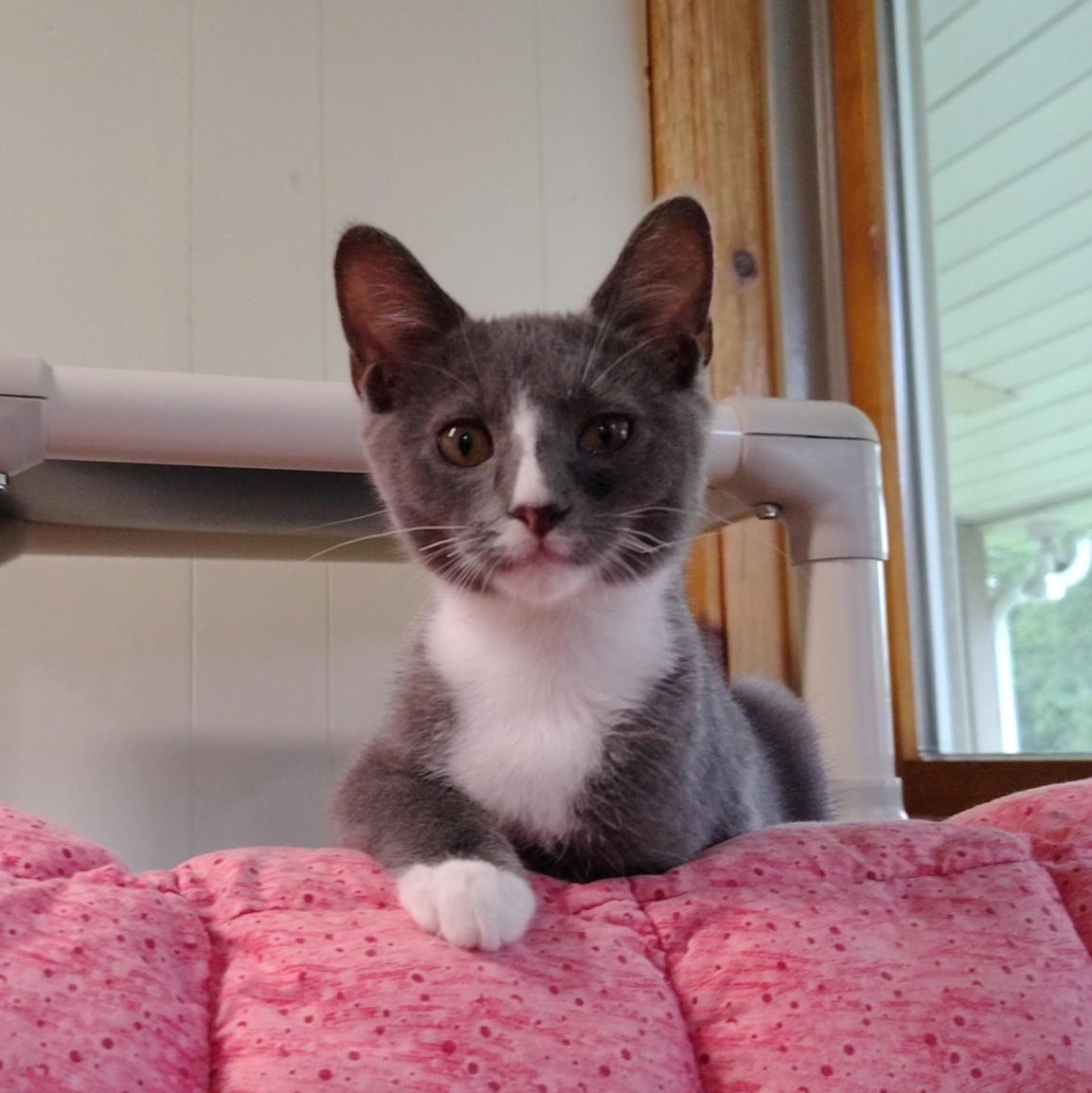 Enlarge Lavender, a Adopted mixed breed in Montour Falls, NY image 2/4