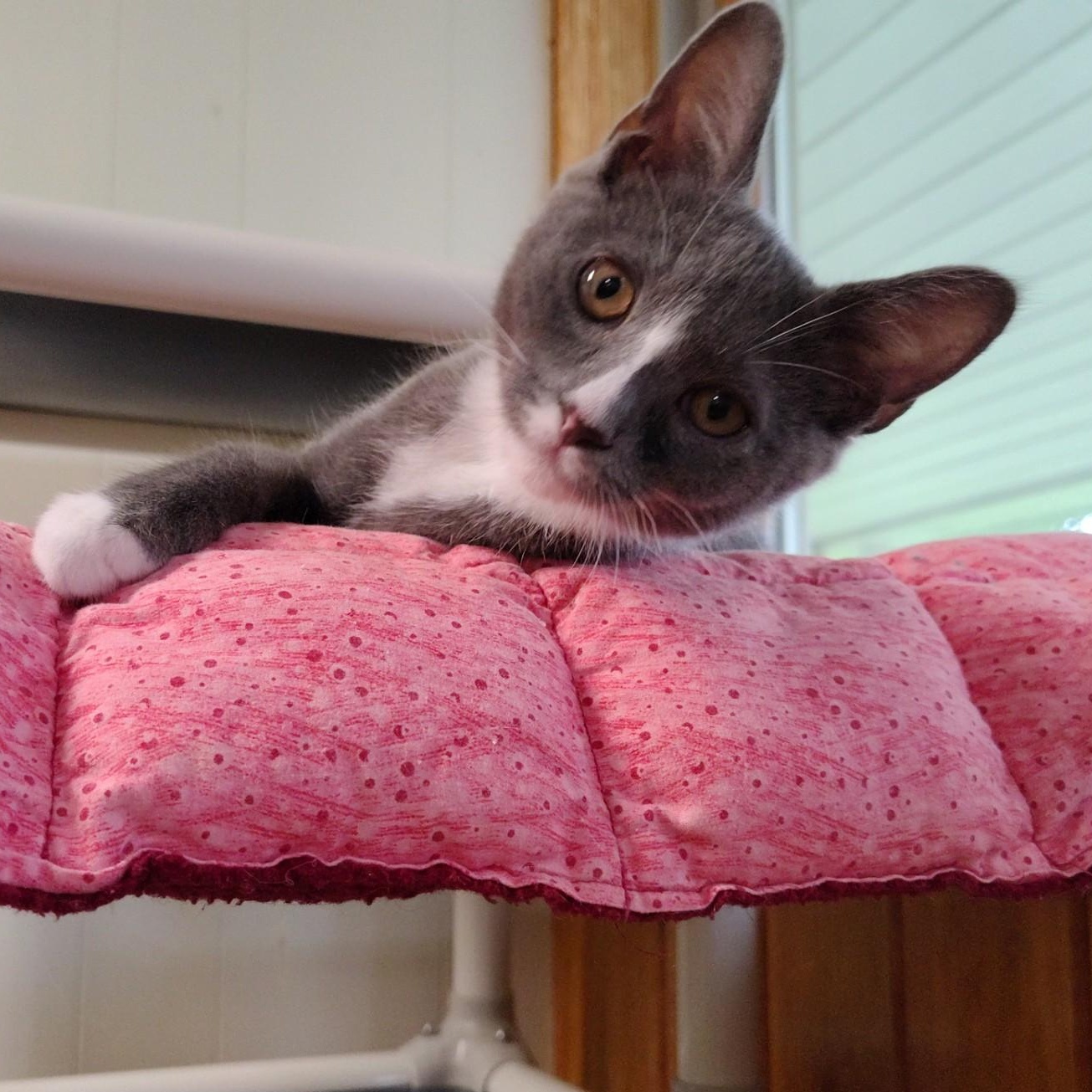 Enlarge Lavender, a Adopted mixed breed in Montour Falls, NY image 3/4